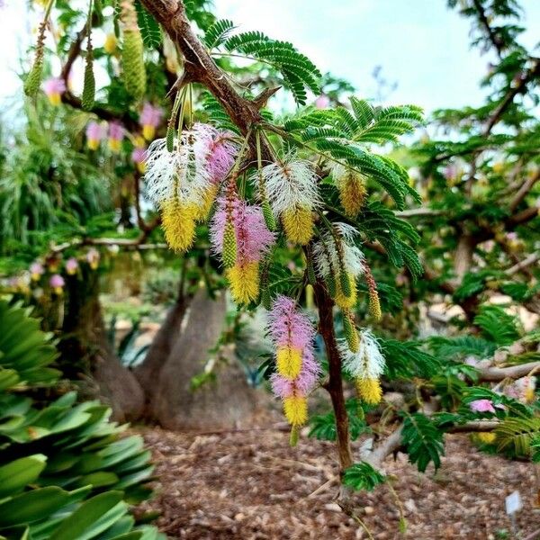 Dichrostachys cinerea Flors