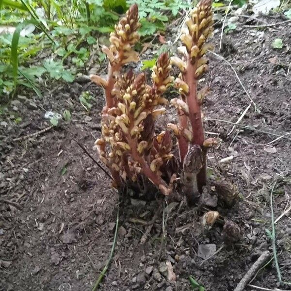 Orobanche hederae Folha