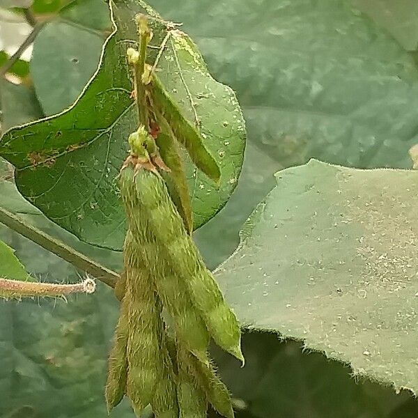 Desmodium incanum Gyümölcs