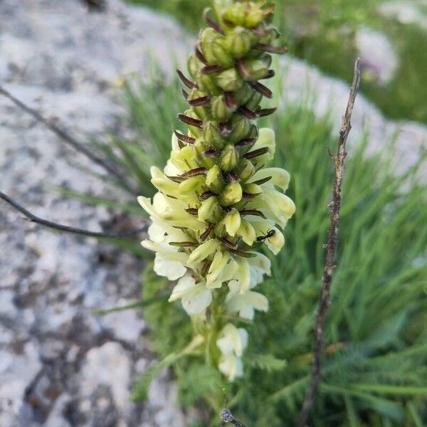 Pedicularis comosa Kvet