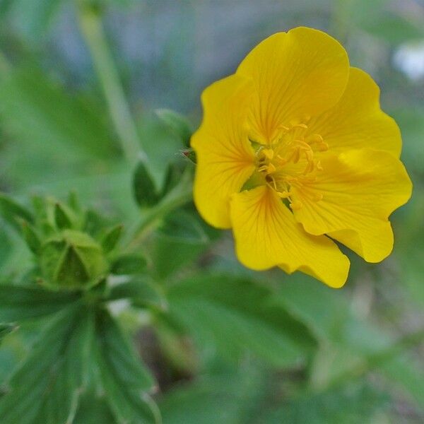 Potentilla grandiflora Flower