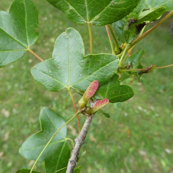 Acer monspessulanum 葉