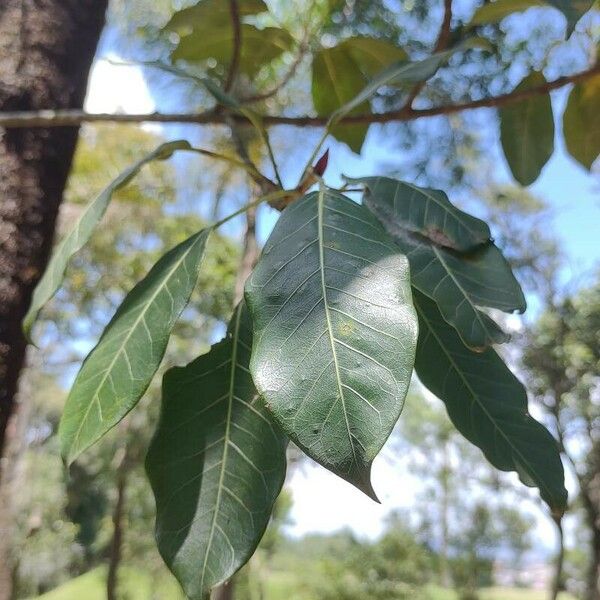 Clethra mexicana List