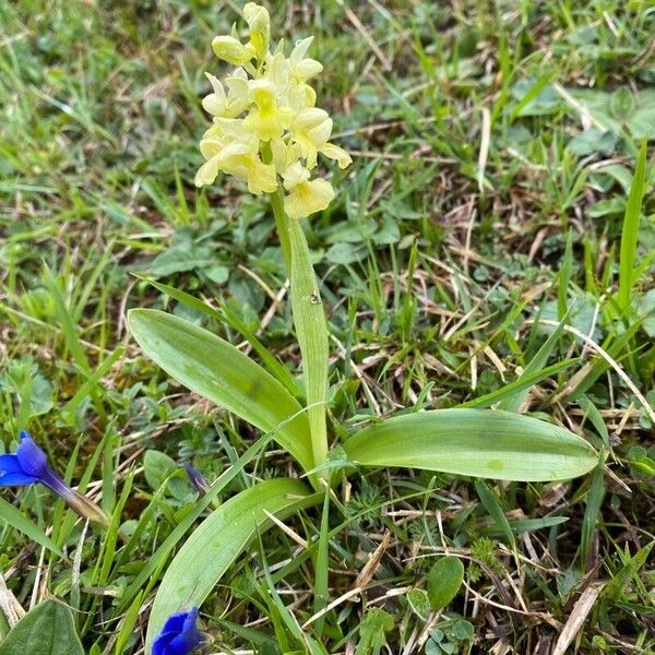 Orchis pallens Hábitos