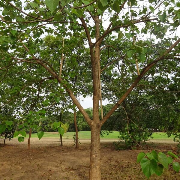 Gmelina arborea Habit