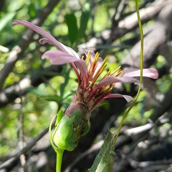 Mutisia spinosa Flower