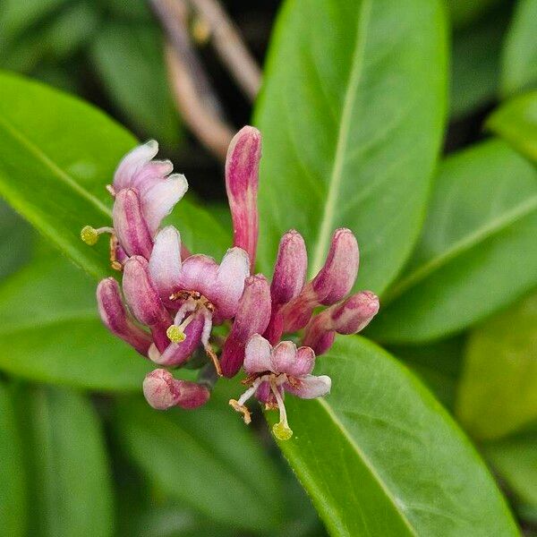 Lonicera acuminata Flor