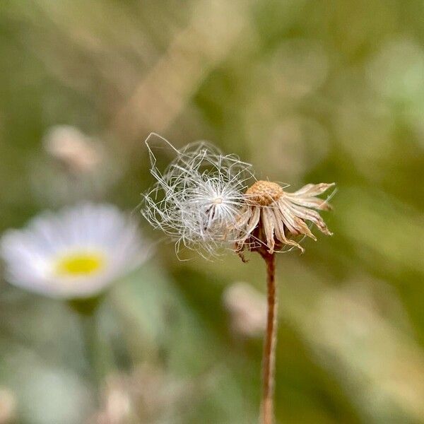 Erigeron annuus Ffrwyth