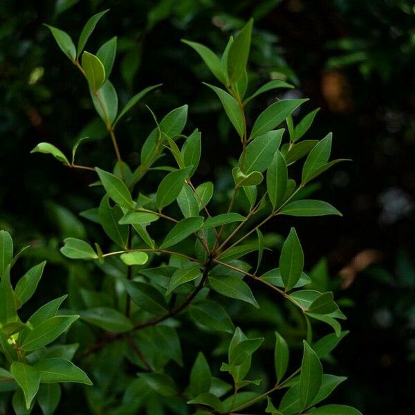 Photinia glabra Folha