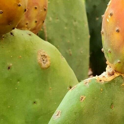 Opuntia ficus-indica Sonstige