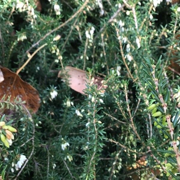 Erica erigena Hoja