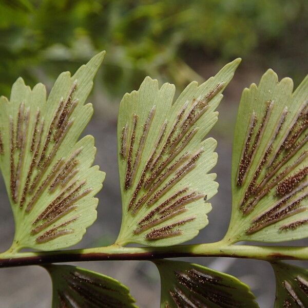 Asplenium stuhlmannii Folha