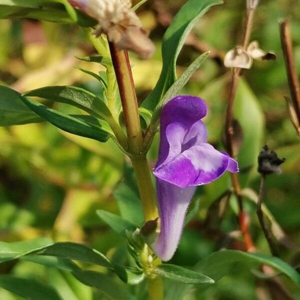 Scutellaria baicalensis Flower