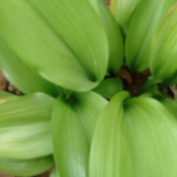 Allium ursinum Leaf