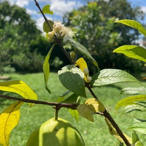 Eugenia stipitata Flower