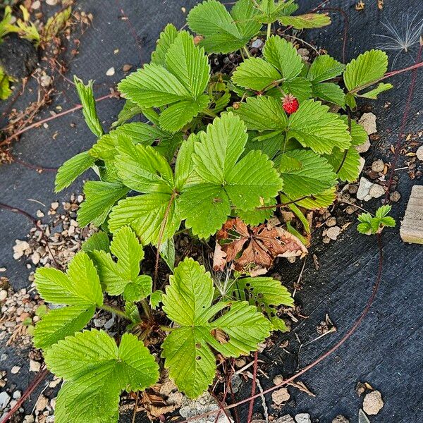 Fragaria vesca Yeri