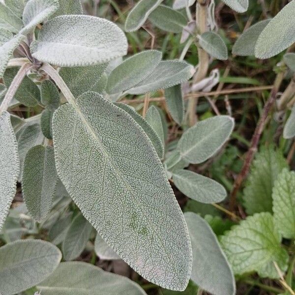 Salvia fruticosa Levél