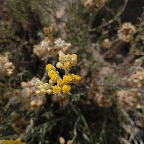 Helichrysum rupestre Flor