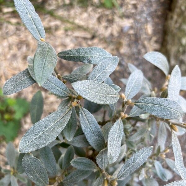 Salix glauca List