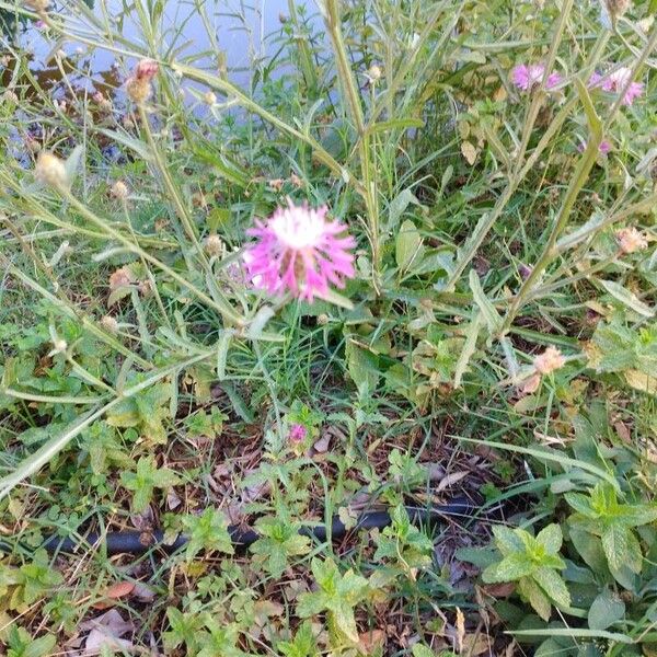 Centaurea napifolia Blomst