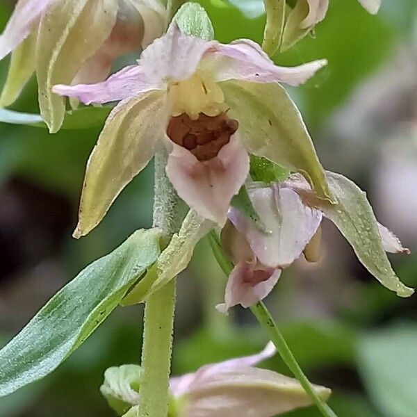 Epipactis helleborine Flower