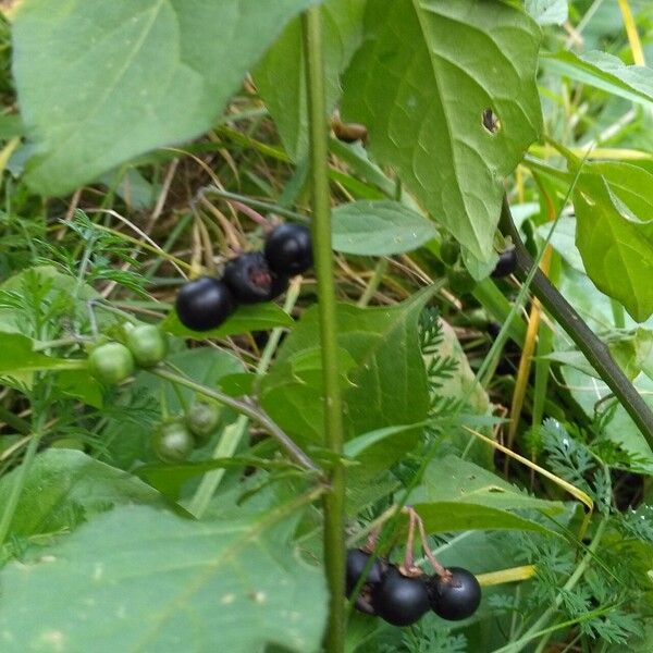 Solanum scabrum Hábito