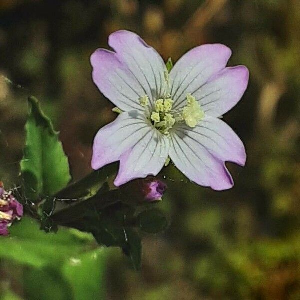 Epilobium montanum Flower