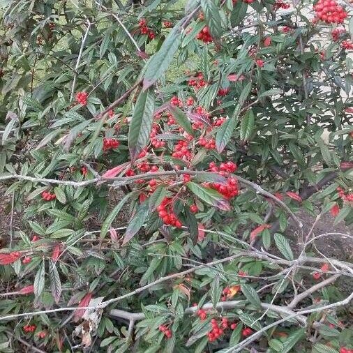 Cotoneaster salicifolius Tervik taim