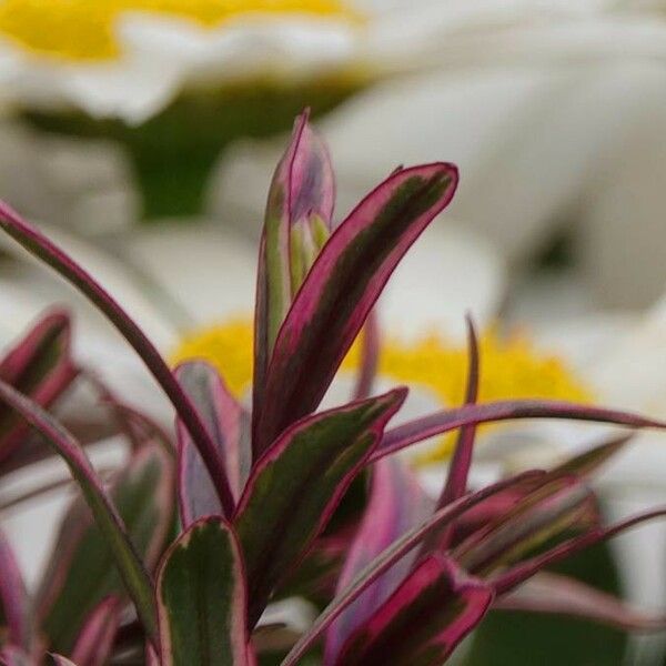 Tradescantia spathacea Leaf