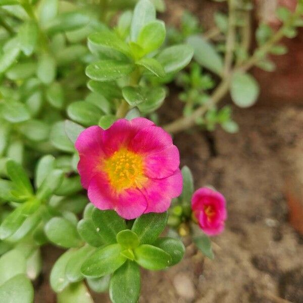 Portulaca umbraticola Λουλούδι