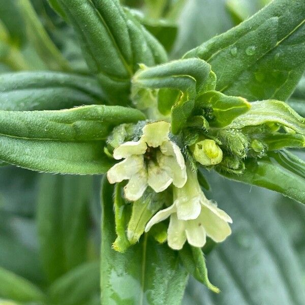 Lithospermum officinale Blodyn