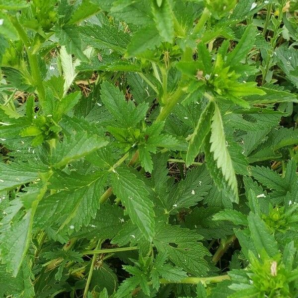 Potentilla norvegica Blomma