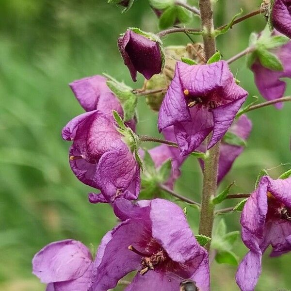 Verbascum phoeniceum फूल