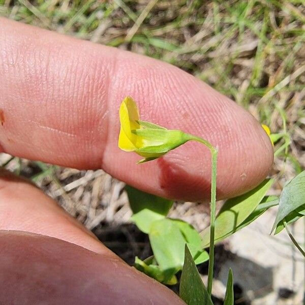 Lathyrus aphaca 花