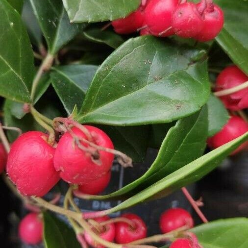 Gaultheria procumbens Plod