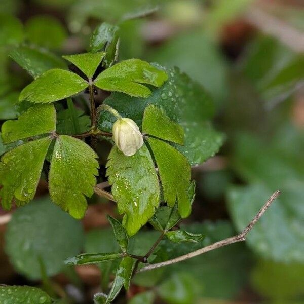 Anemonoides quinquefolia Kukka