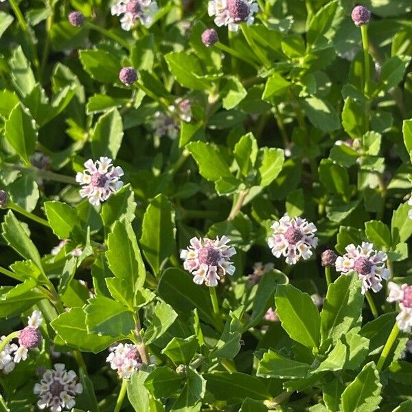 Phyla nodiflora Flower