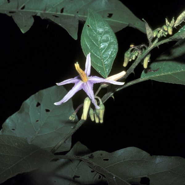 Solanum subinerme Blodyn