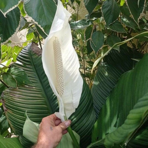 Spathiphyllum blandum Квітка