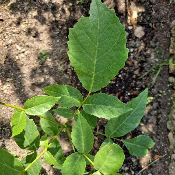 Fraxinus americana Leaf