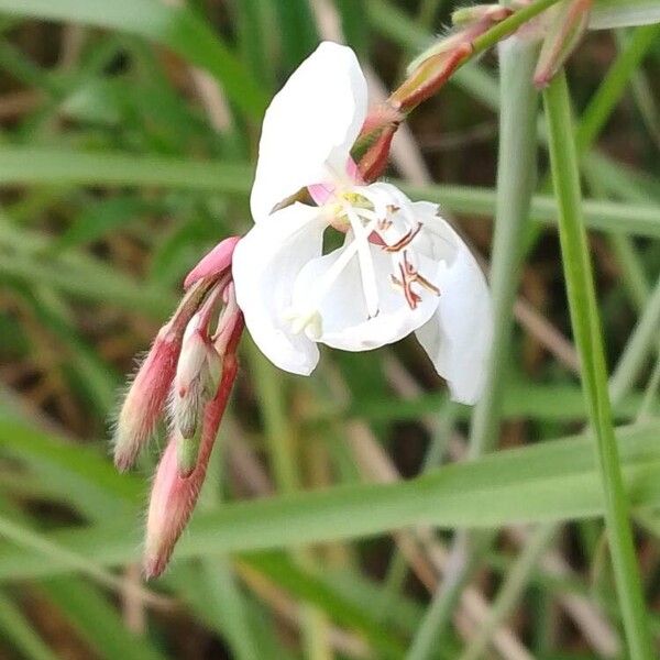 Oenothera gaura Цвят