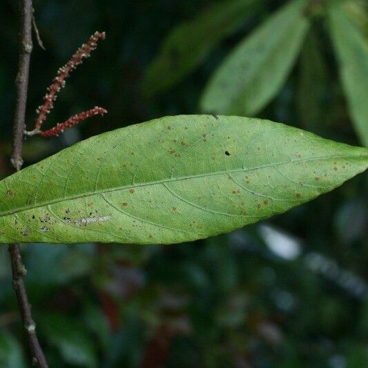 Acalypha integrifolia Blatt