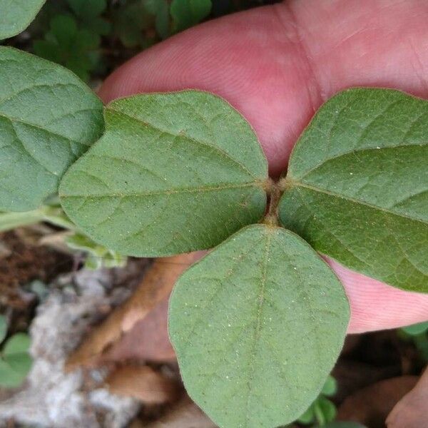 Rhynchosia minima Blad