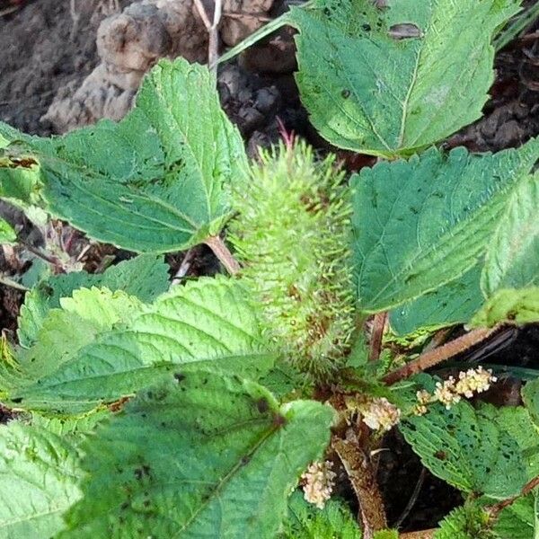 Acalypha alopecuroidea Floare