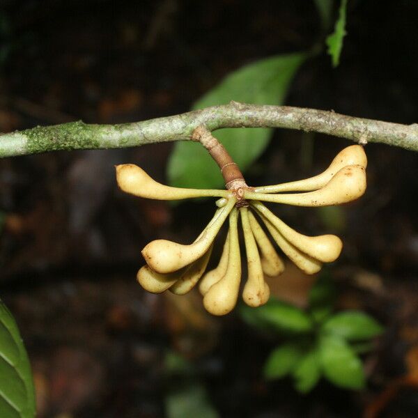 Anaxagorea phaeocarpa Fruit