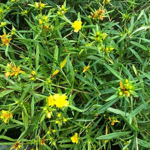 Hypericum prolificum Flower