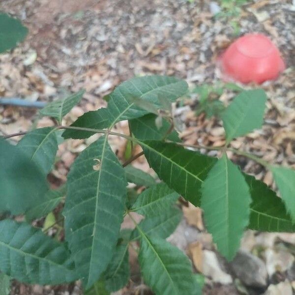 Schinus terebinthifolia Blad