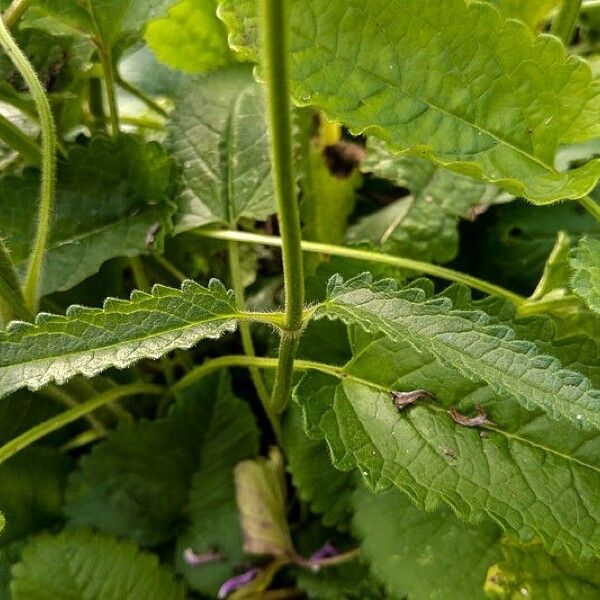 Stachys officinalis Folha