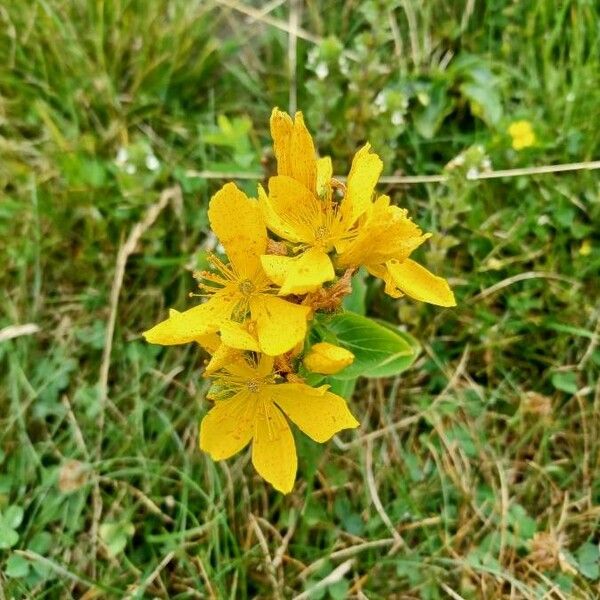 Hypericum richeri Flower