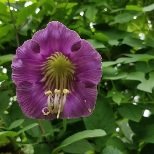 Cobaea scandens 花